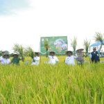 Bupati Luwu Ikut Panen Raya Padi di Desa Seppong, Serentak di 14 Provinsi Bersama Presiden RI