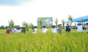 Bupati Luwu Ikut Panen Raya Padi di Desa Seppong, Serentak di 14 Provinsi Bersama Presiden RI