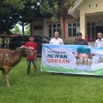 Tebar Hewan kurban Iduladha 1446 H, MDA Dukung Pemberdayaan Peternak dan Koperasi Lokal